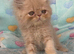 Beautiful ginger Persian kitten
