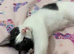 Black & white kitten