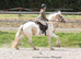 15.1/2H - 4Yo - Lemon & White - Gypsy Cob - Gelding - All Rounder