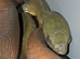 CB22 Boiga Nigriceps - Black Headed Cat Snake (Rear Fang Venemous)
