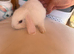 Mini lop