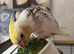 Silly Hand Tame Baby Cockatiel