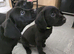 6 beautiful labrador retriever looking for there furever family's