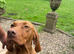 Female Hungarian Vizsla puppies
