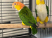 Yellow Thai caiques