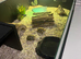 1 year old Hermann tortoise and aquarium