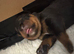 Stunning pedigree Rottweiler cubs