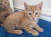 3 Beautiful Kittens Left