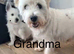 Westiepoos absolutely gorgeous females only