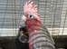 Galah cockatoo baby - Ready now - 1