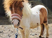 Registered yearling colt