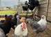 Point of Lay Pure breed female chickens