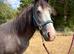 Yearling Cob Colt to make 14.3