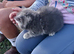 British shorthair cross