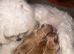 exquisite Asian Maltipoo Puppies