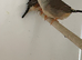 Pair of good sized normal zebra finches