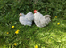 Lavender Pekin Pair.