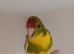 Kakariki - Hand Tame - Baby Kakarikis