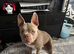 Beautiful Pocket Bully