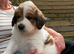 Ready in 1 week ️ pyrenees,  goldendoodle puppies