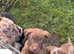 24 week old Labrador x border collie puppy
