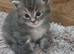 Kitten.... maine coon x ragdolls