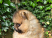 *Beautiful pedegree pomeranian pup*
