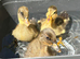 Indian runner ducklings x11 (due 10/06)
