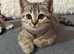 Kittens ready for new home