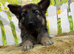 German Shepherd, puppies