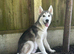 Rehome Siberian husky 8 months old