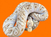 2024 Male Pastel Mojave GHI Clown