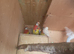 3 baby Golden Mantle Rosellas for sale