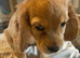 Cocker spaniel puppies