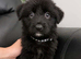 Stunning puppies