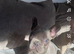champion frenchie pups