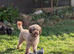 Cockapoo Chocolate F2 health tested