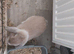 Mini lop for sale