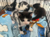 3 beautiful boy kittens for sale