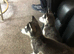 2 beautiful husky puppies