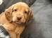 Cocker spaniel puppies