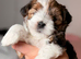 Yorkshire terrier biewer puppies