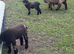 Ryeland coloured lambs