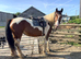Skewbald ISH x Cob mare