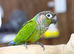 Green cheek conure