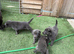 Blue German shepherd puppies