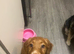 Sprockers puppies looking for their forever homes !