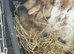 Mini lop babies litter of 3