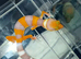 4 baby leopard gecko