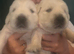 9 beautiful golden retriever puppies